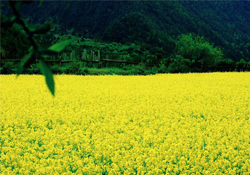 3月份能看到油菜花嗎？三月份有油菜花看嗎？