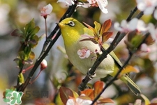 禽流感期間能接觸鳥糞嗎？碰到鳥糞會得禽流感嗎？