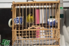 禽流感期間能接觸鳥糞嗎？碰到鳥糞會得禽流感嗎？
