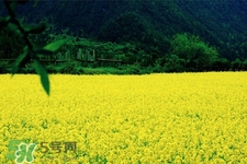 油菜花什么時候開？2017年油菜花期