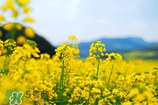 油菜花能開多久？油菜花花期有多長？