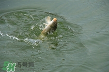 三月份可以釣魚了嗎？三月份好釣魚嗎？