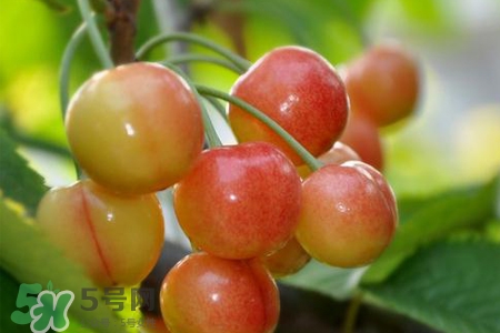 白玉櫻桃是什么？白玉櫻桃能吃嗎？