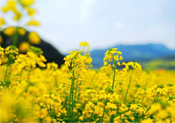 油菜花能開多久？油菜花花期有多長(zhǎng)？