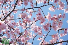 盆栽櫻花要經(jīng)常澆水嗎？櫻花盆栽幾天澆一次水？