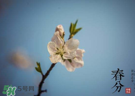 春分種什么菜？春分適合種什么菜？