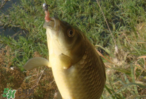 驚蟄前后可以夜釣鯉魚嗎？驚蟄前后釣魚技巧