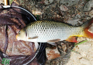 驚蟄前后可以夜釣鯉魚嗎？驚蟄前后釣魚技巧