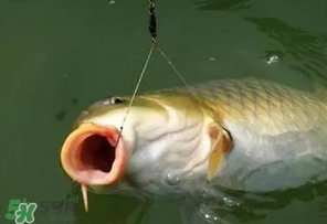 驚蟄前后可以夜釣鯉魚嗎？驚蟄前后釣魚技巧