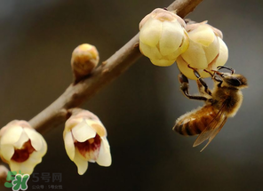 驚蟄過后一周會下雨嗎？驚蟄下雨好嗎？