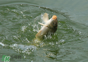驚蟄過后好釣魚嗎？驚蟄后陰雨天好釣魚嗎？