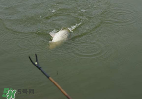 驚蟄過后好釣魚嗎？驚蟄后陰雨天好釣魚嗎？