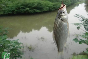 春分節(jié)氣好釣魚嗎？春分釣魚技巧