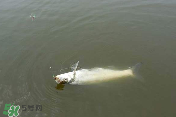 春分節(jié)氣好釣魚嗎？春分釣魚技巧