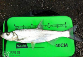 春分節(jié)氣好釣魚嗎？春分釣魚技巧