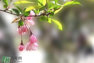 春分開什么花？春分什么花開？