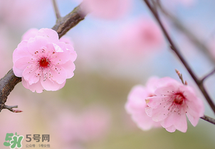 春分開什么花？春分什么花開？