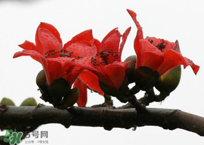 春分會(huì)下雨嗎？春分節(jié)氣下雨好還是不好？