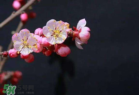 春分會(huì)下雨嗎？春分節(jié)氣下雨好還是不好？