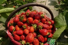 家里可以種草莓嗎？陽臺上可以種草莓嗎？