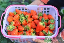 家里可以種草莓嗎？陽臺上可以種草莓嗎？