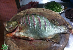 三月份吃什么魚(yú)？3月份吃什么魚(yú)好？