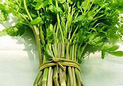 孕婦可以吃野芹菜嗎？孕婦吃野芹菜有什么好處？