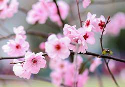 春分開什么花？春分什么花開？