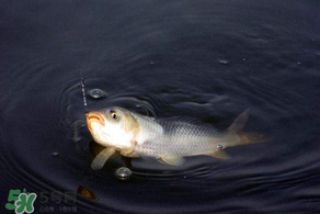 3月份釣魚用什么餌料？三月份釣魚用什么魚餌？