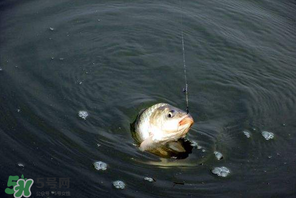 3月份釣魚用什么餌料？三月份釣魚用什么魚餌？