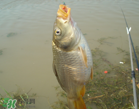 三月份釣鯉魚好釣嗎？3月份釣鯉魚用什么好？