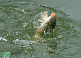 三月份釣鯉魚好釣嗎？3月份釣鯉魚用什么好？