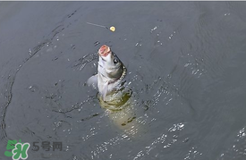 三月份釣鯉魚好釣嗎？3月份釣鯉魚用什么好？