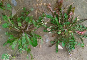 野生薺菜長什么樣？野生薺菜怎么識別？