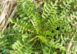 野生薺菜長什么樣？野生薺菜怎么識別？
