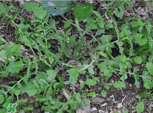 野生薺菜長什么樣？野生薺菜怎么識別？