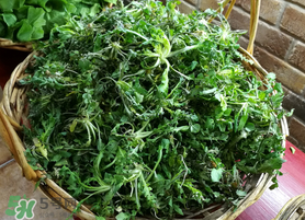 腎結(jié)石能吃薺菜嗎？腎結(jié)石可以吃薺菜嗎？