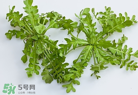 薺菜有蟲子嗎？薺菜根有蟲子嗎？