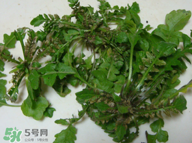 薺菜有蟲子嗎？薺菜根有蟲子嗎？
