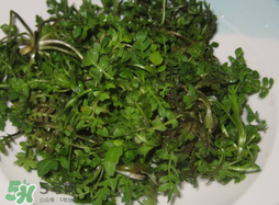 薺菜怎么洗？薺菜怎么洗才干凈？