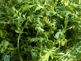 薺菜怎么保存？薺菜可以曬干存放嗎？