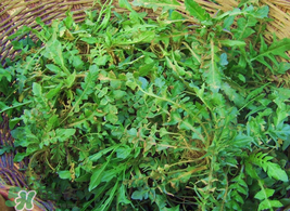 薺菜怎么保存？薺菜可以曬干存放嗎？