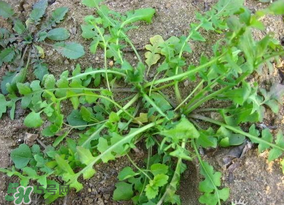 薺菜怎么保鮮？新鮮薺菜如何保鮮？