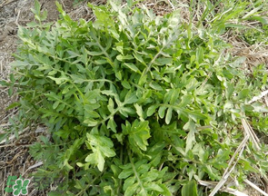薺菜什么季節(jié)有？薺菜什么時候上市？