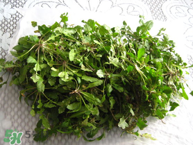 薺菜什么時(shí)候播種？薺菜什么時(shí)候挖？