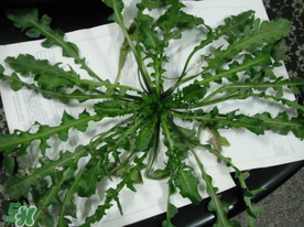 薺菜什么時(shí)候播種？薺菜什么時(shí)候挖？
