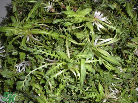 薺菜什么時(shí)候播種？薺菜什么時(shí)候挖？