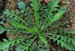 哺乳期能吃薺菜嗎？哺乳期吃薺菜會(huì)回奶嗎？