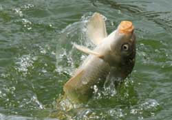 3月份釣什么魚？3月份怎么釣魚？