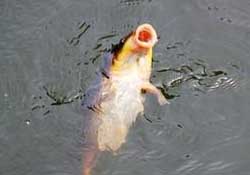 三月份釣鯉魚好釣嗎？3月份釣鯉魚用什么好？
